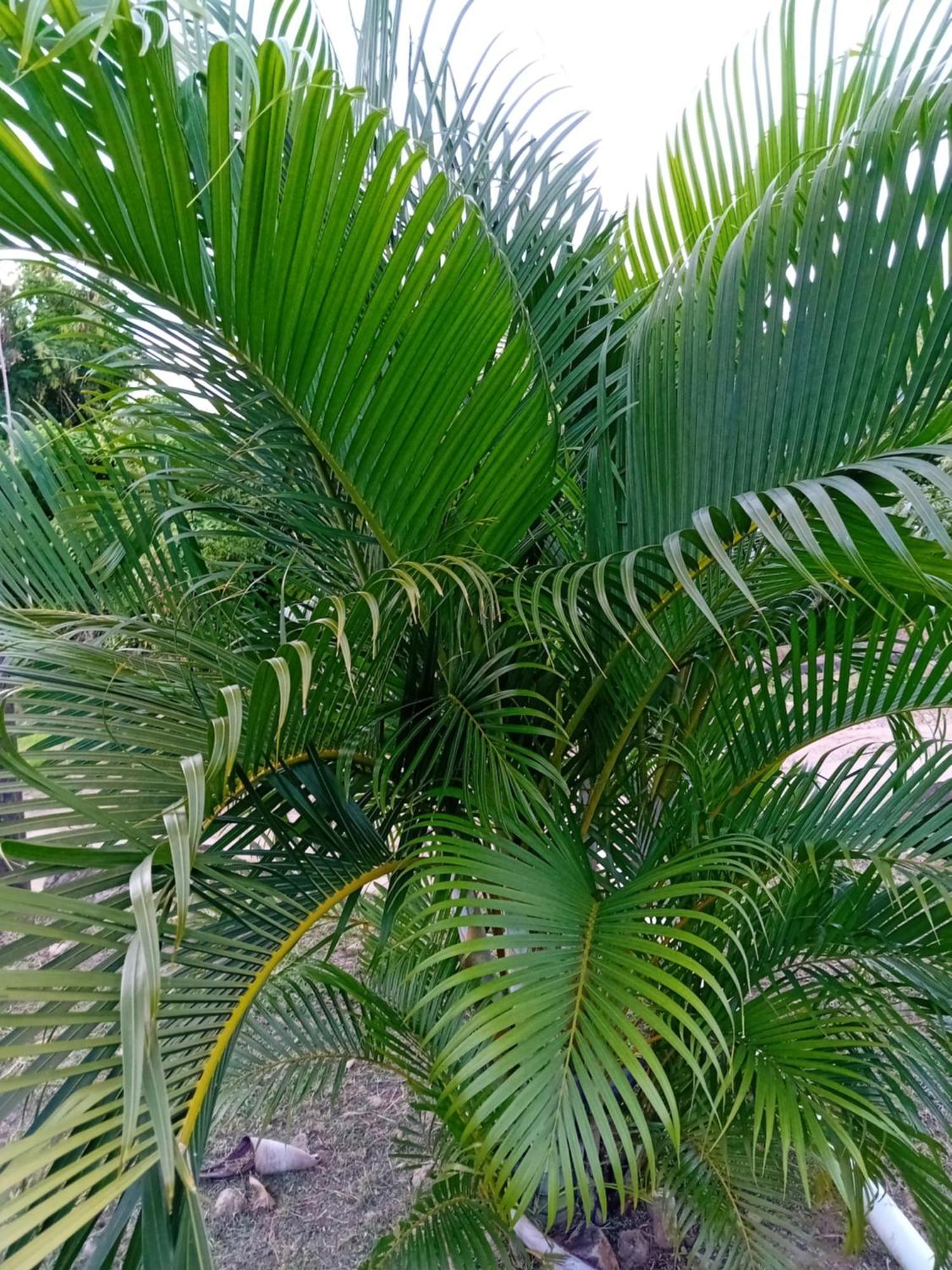 Serenity Seaview Suite Anse La Raye Exterior foto